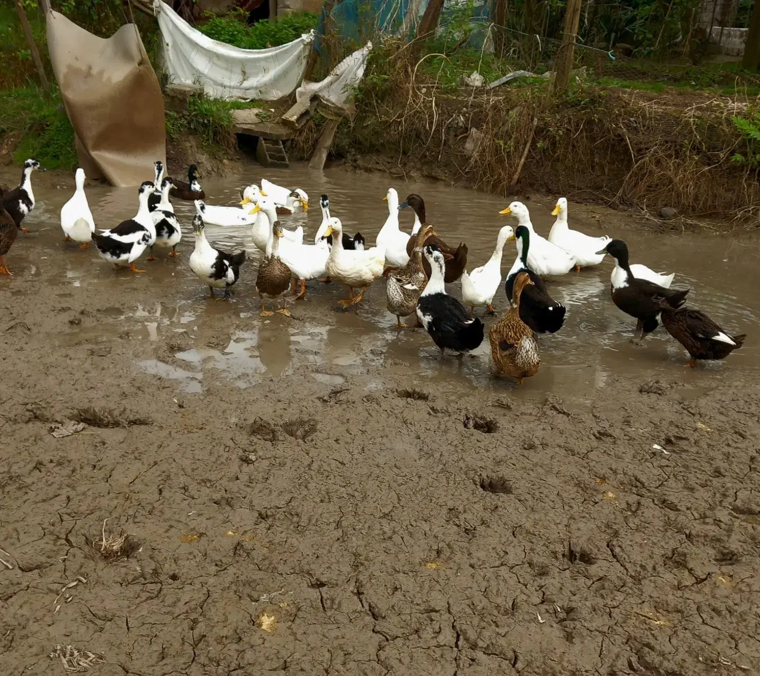 اوردک نر و ماده 15عدد برای فروش|حیوانات مزرعه|رشت, لاکان|دیوار