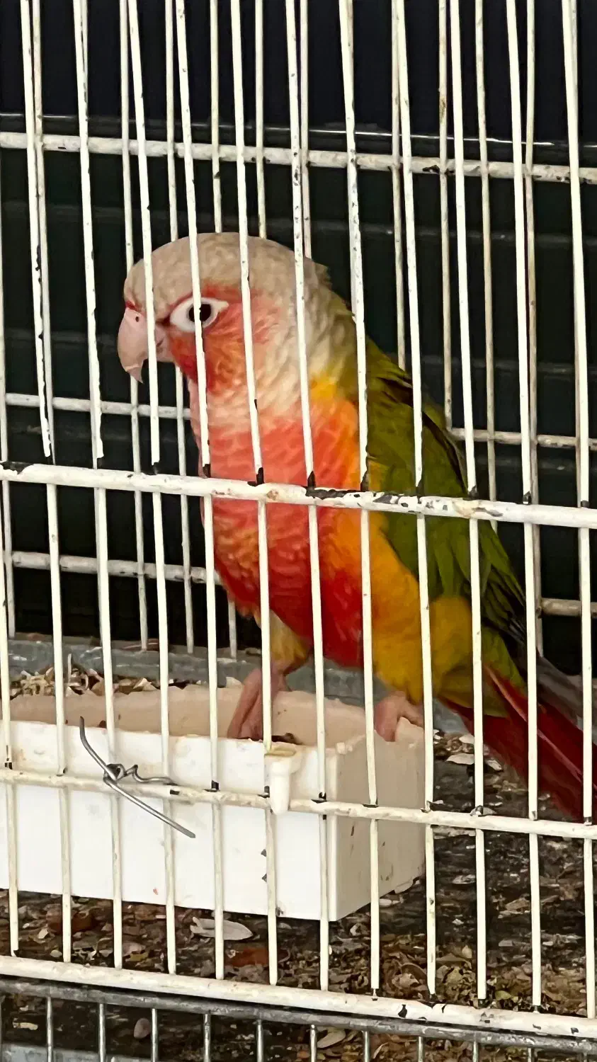 گرینچیک قناری گلدین|پرنده|مشهد, هنرستان|دیوار