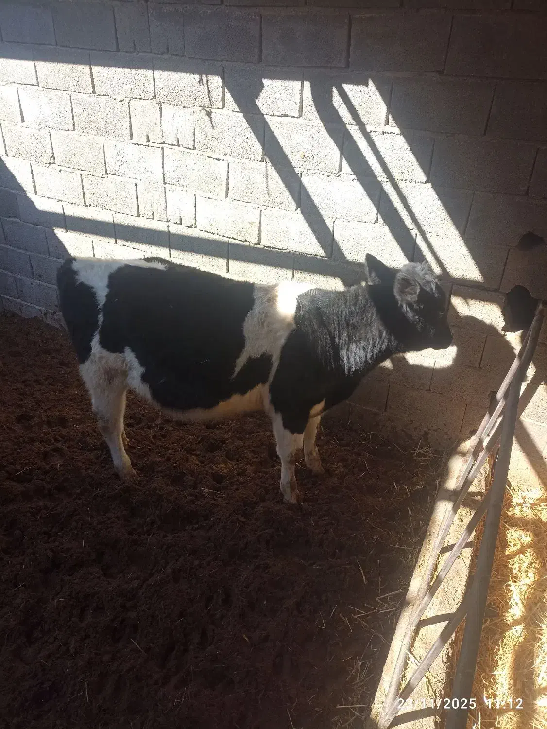 گوساله نر|حیوانات مزرعه|آباده, |دیوار