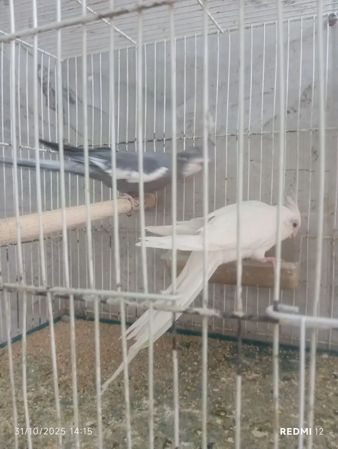 جفت عروس با سه تا جوجه|پرنده|تربت جام, فاز ۱ فرهنگیان|دیوار