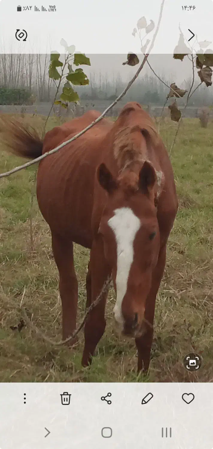 مادیان تروبرد|اسب و تجهیزات اسب‌سواری|خشکبیجار, |دیوار