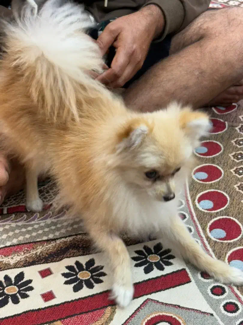 قیمت ۱۳|سگ|بند زرک, |دیوار