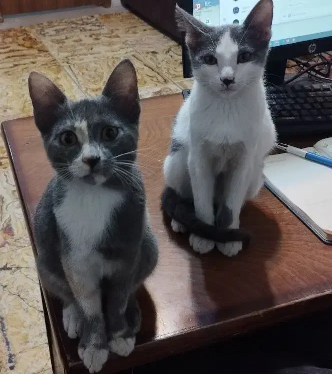 واگزاری رایگان|گربه|لاهیجان, گلستان|دیوار