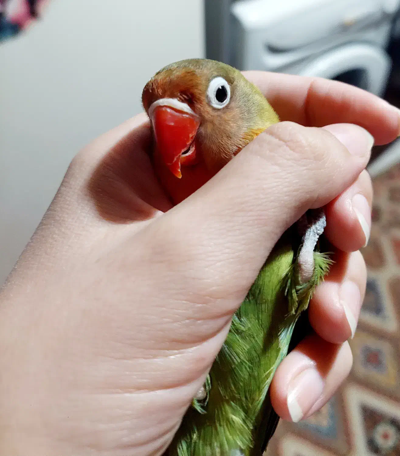 طوطی برزیلی ماده|پرنده|شاهینشهر, مسکن مهر|دیوار