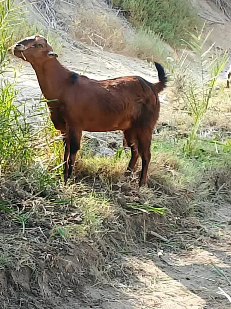 فروش نری|حیوانات مزرعه|فین, |دیوار