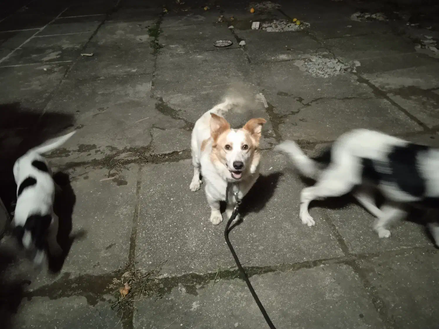 واگذاری سگ احساسی مهربون نژاد دار|سگ|رامسر, |دیوار