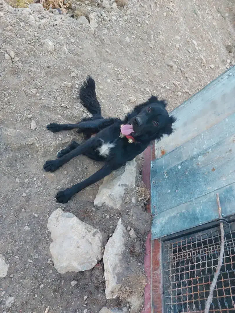 توله یساله|سگ|کیار, |دیوار