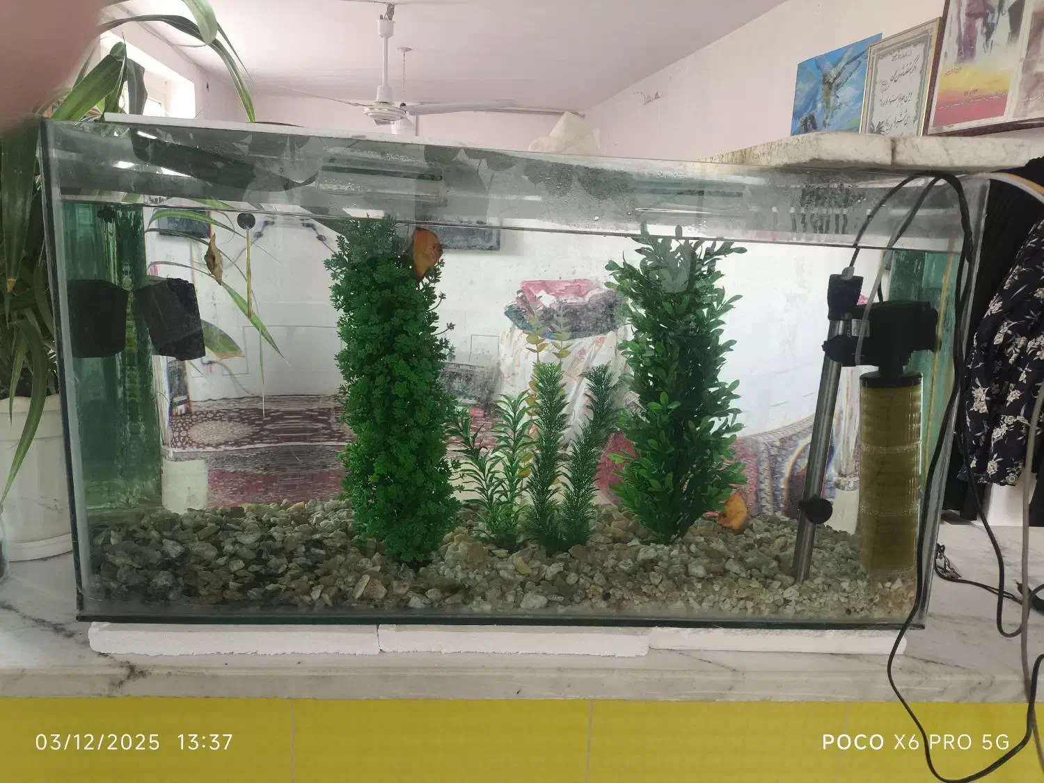 اکواریوم ماهی|ماهی|کاشمر, |دیوار