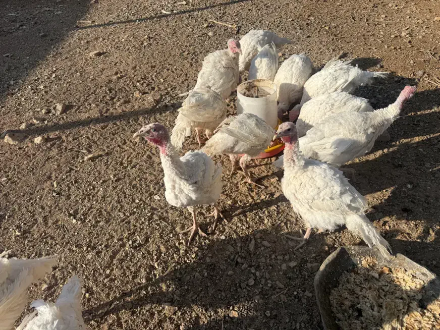 بوقلمون و غاز فروشی دماوند|حیوانات مزرعه|دماوند, دماوند|دیوار