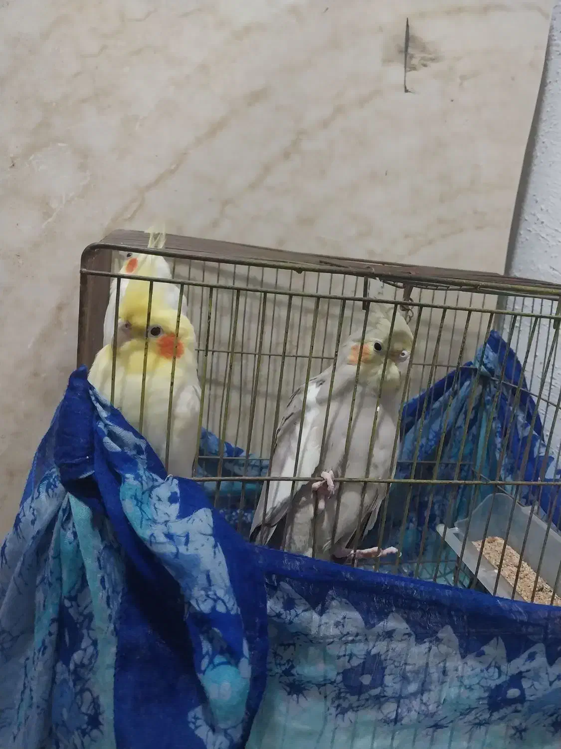 عروس هلندی|پرنده|رشت, جماران|دیوار