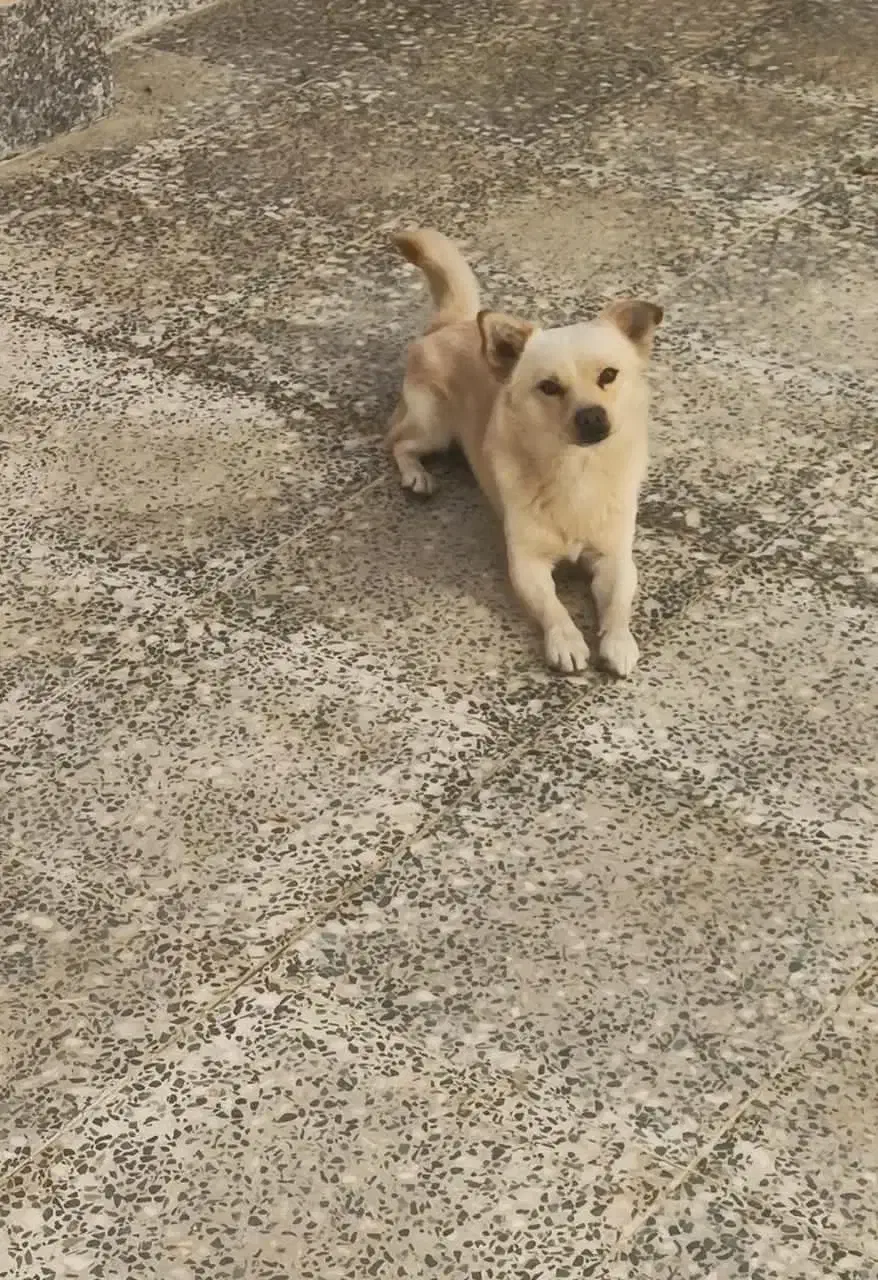 برای اطلاع قیمت دایرکت|سگ|شیراز, کوشک میدان|دیوار