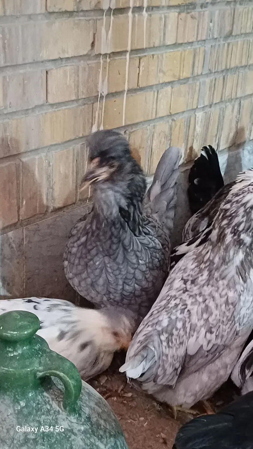 تخم مرغ گلین نطفه دار|حیوانات مزرعه|نجف‌آباد, مزرعه طالب|دیوار