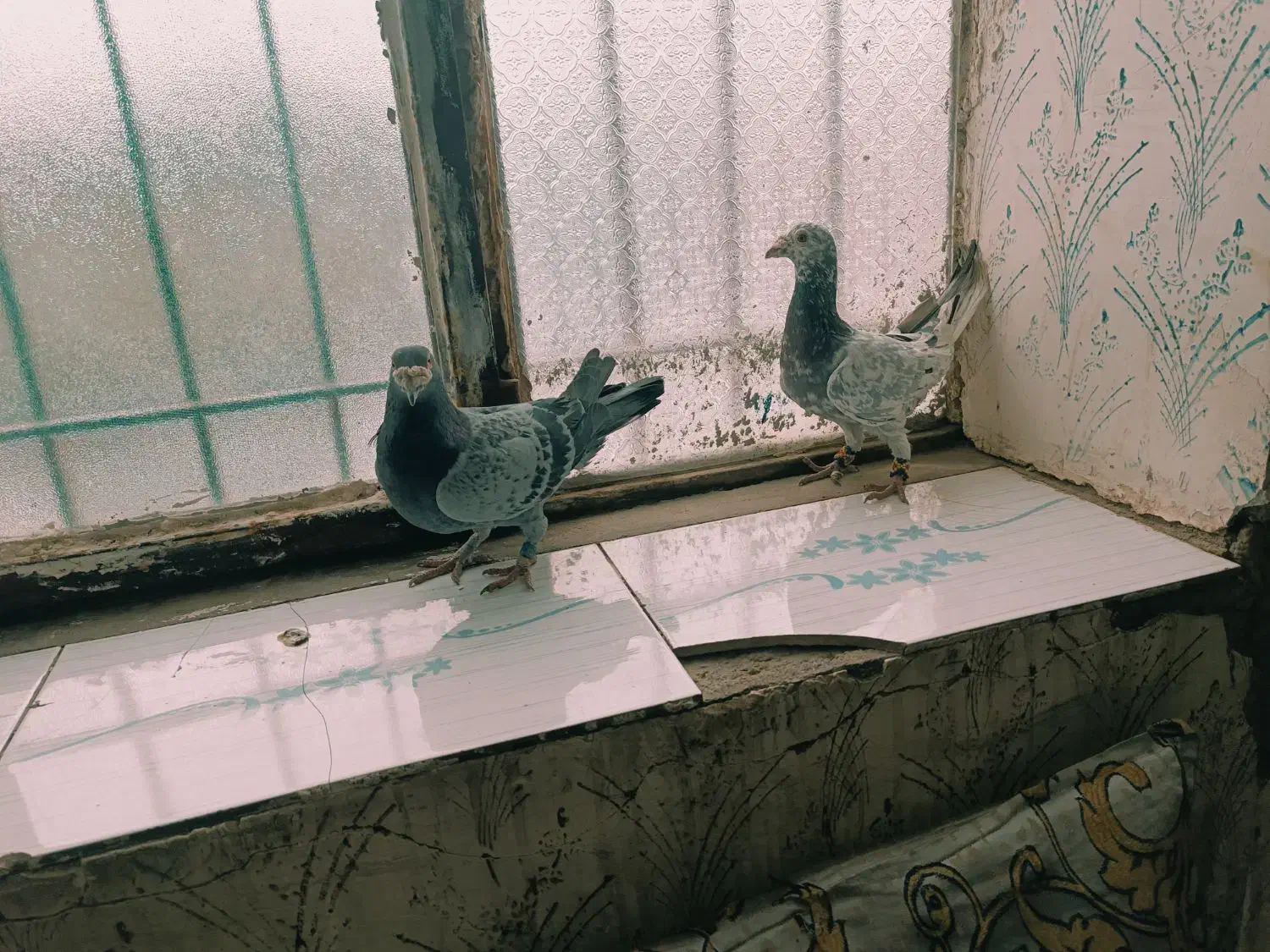 س عدد کبوتر|پرنده|رشتخوار, |دیوار