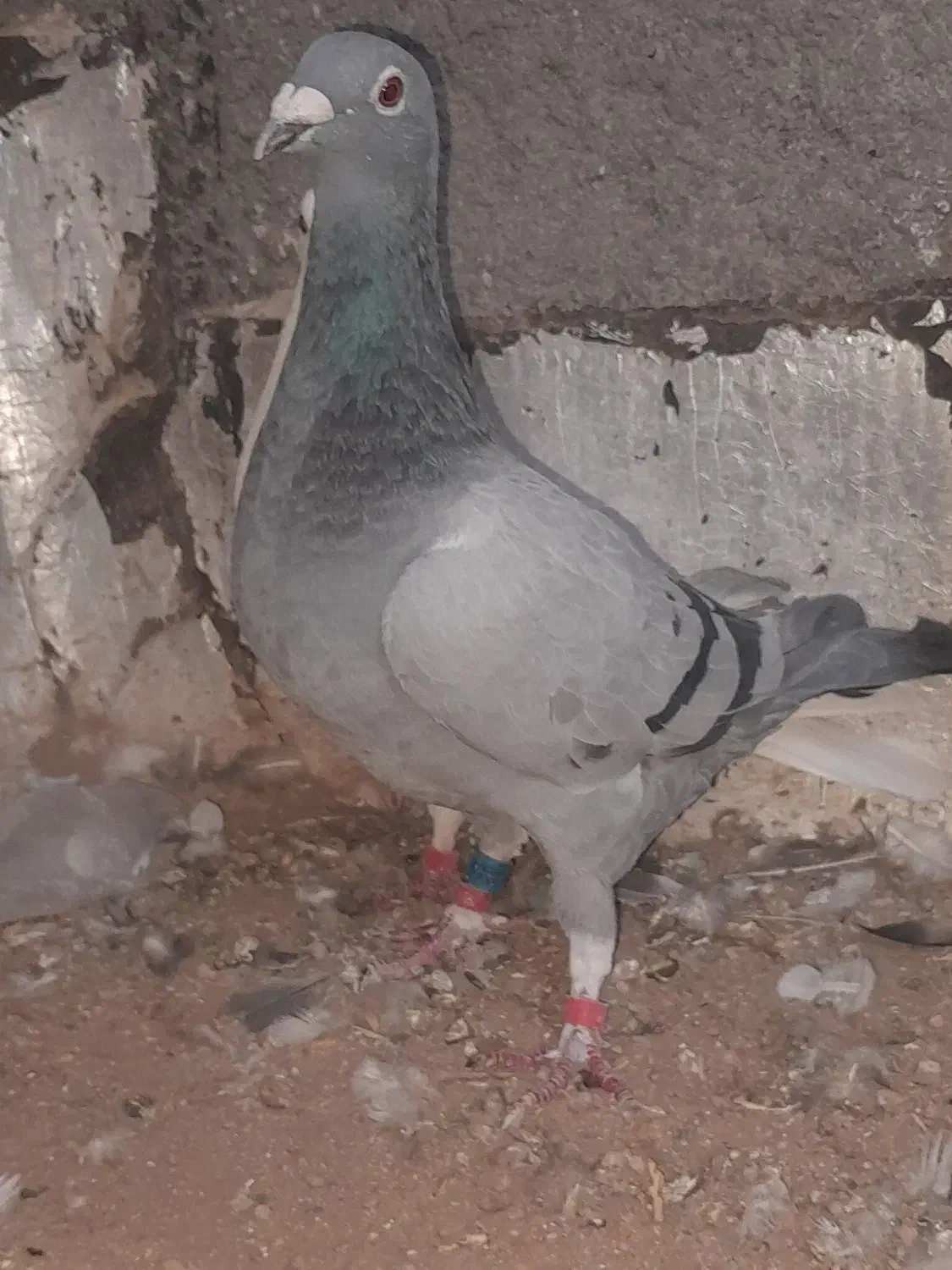 اوقون‌و ابلق پرشی|پرنده|تربت جام, میان جام|دیوار