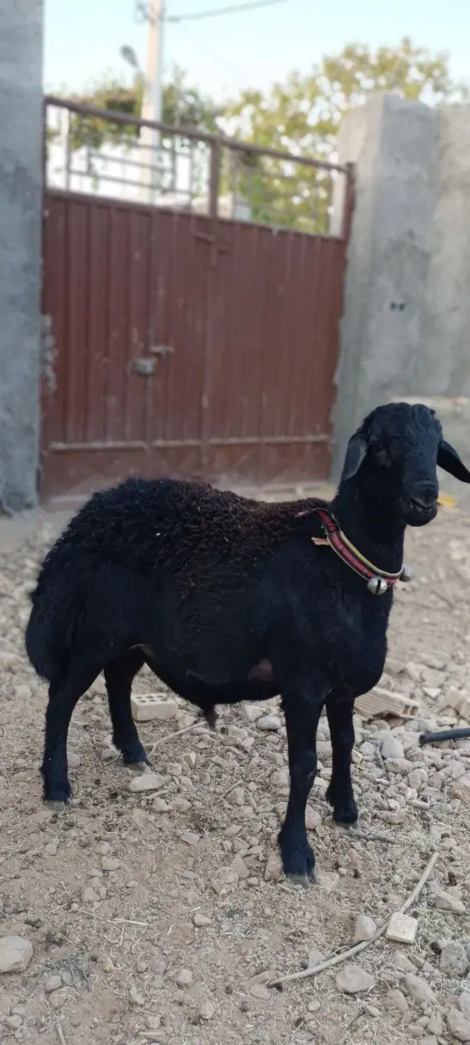 بره قوچ .شیشک .هترو همو .میش|حیوانات مزرعه|باغ بهادران, |دیوار