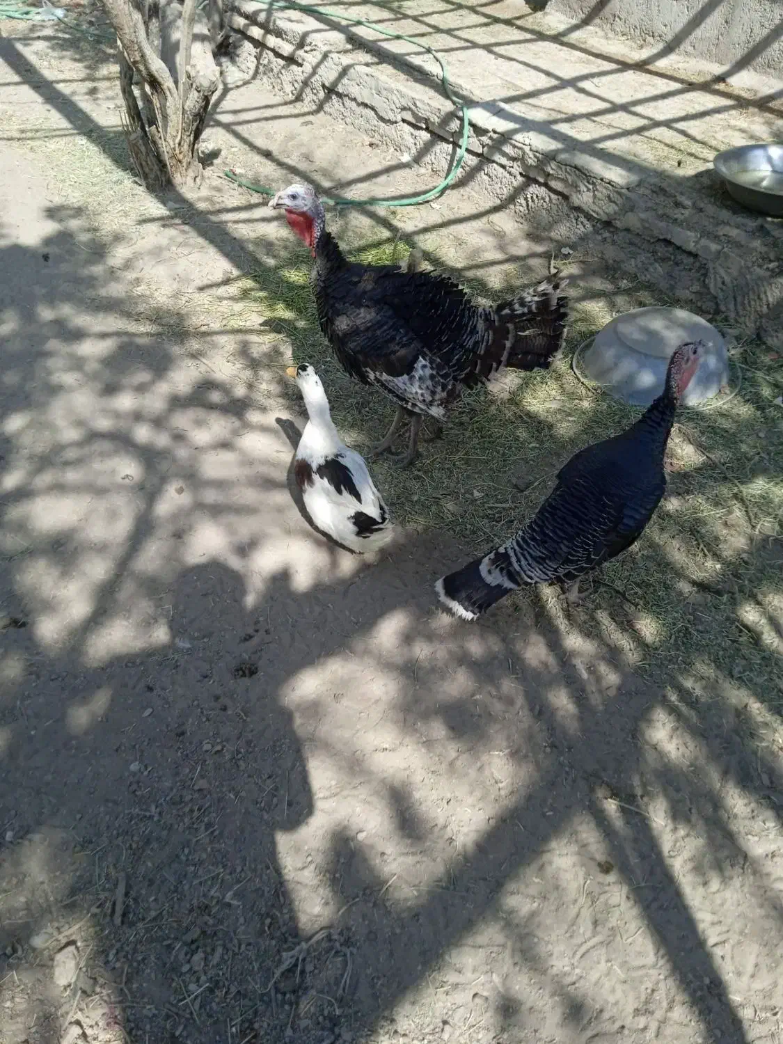 بوقلمون|حیوانات مزرعه|گلباف, |دیوار