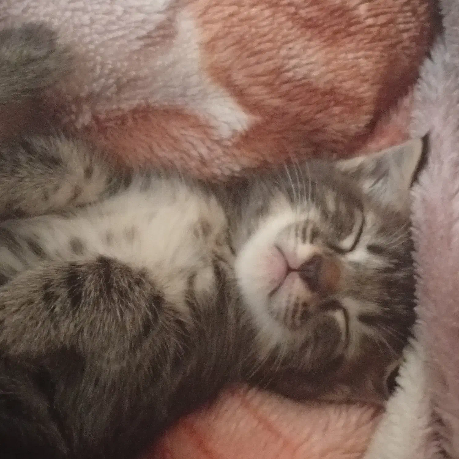 گربه|گربه|گنبد کاووس, |دیوار