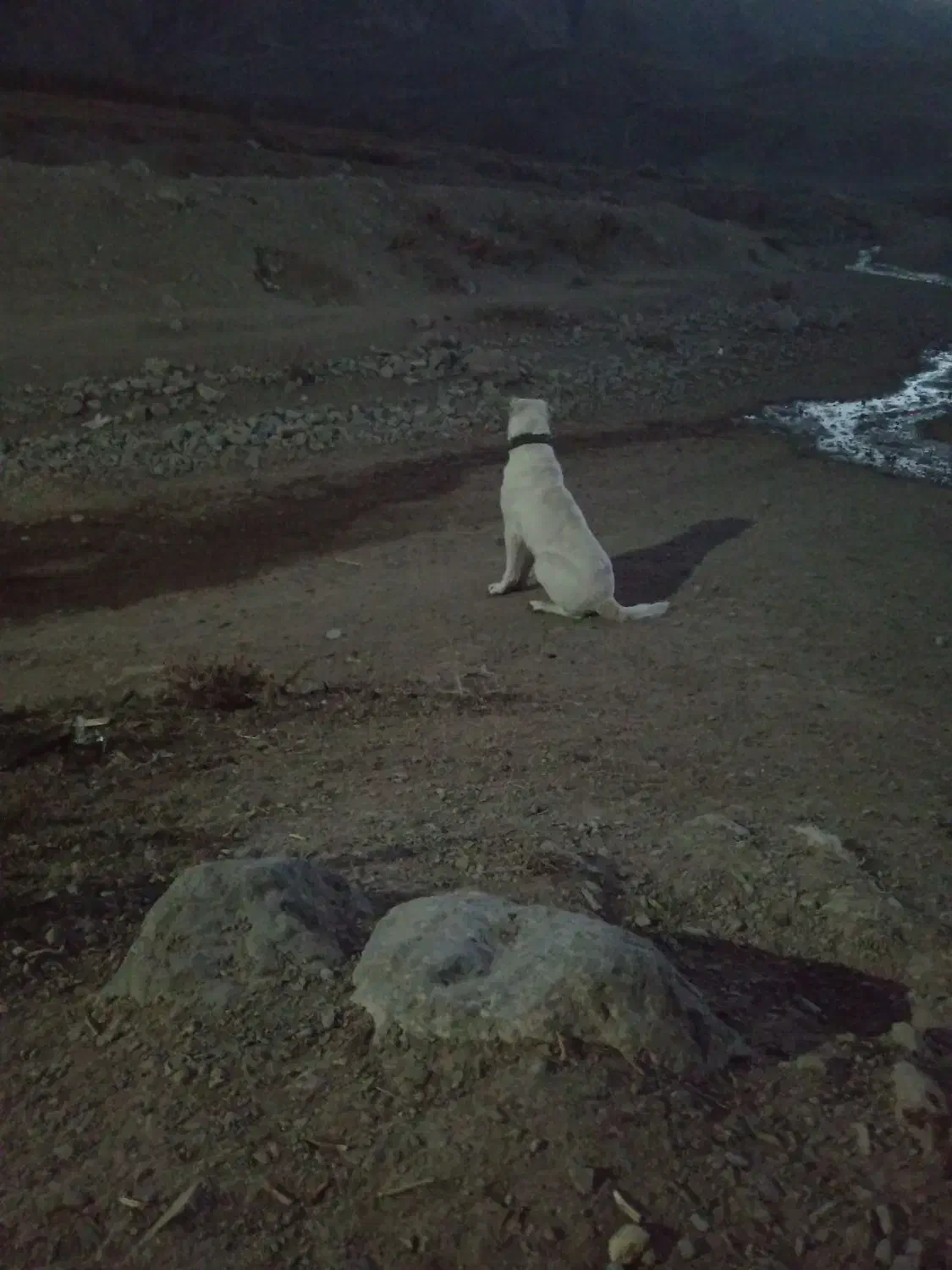 سگ گوسفندی|سگ|شیروان (خراسان), |دیوار