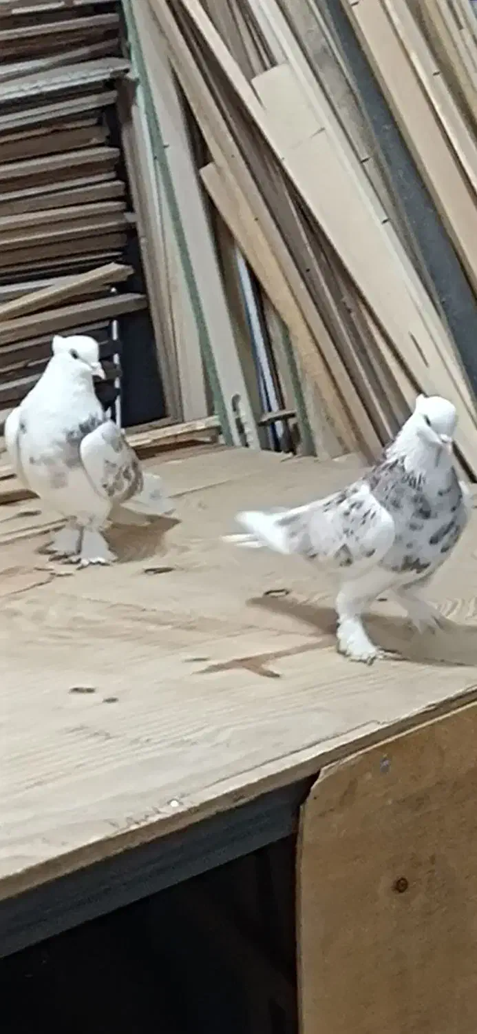 کفتر. کبوتر هما سرور  کاکلی پاچکمه|پرنده|بهارستان, |دیوار