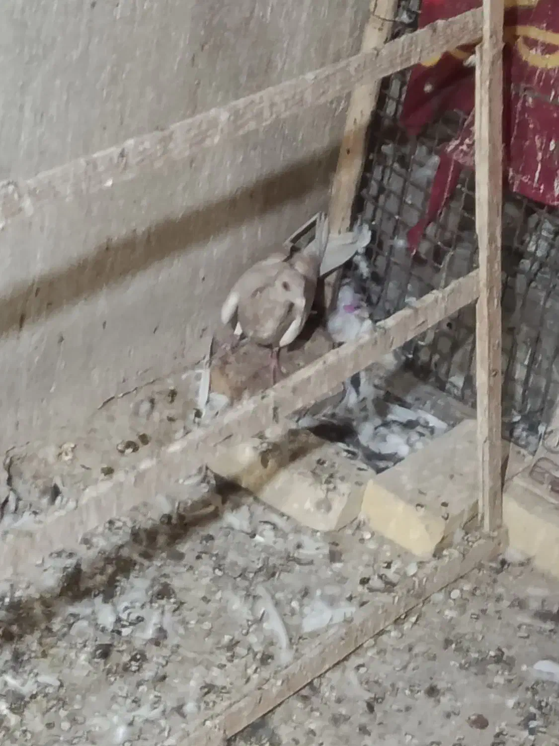 زاجر کیلومتری|پرنده|یزد, |دیوار