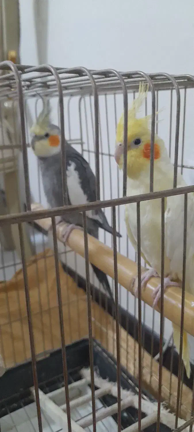 عروس مولد|پرنده|قم, پردیسان|دیوار