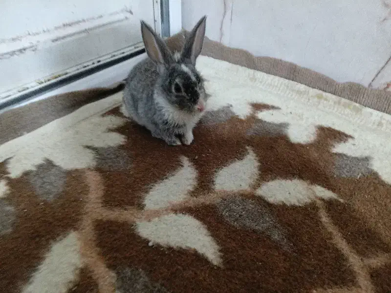 خرگوش|موش و خرگوش|ارومیه, |دیوار