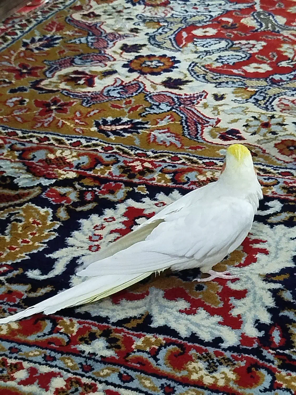 عروس هلندی|پرنده|آوج, |دیوار