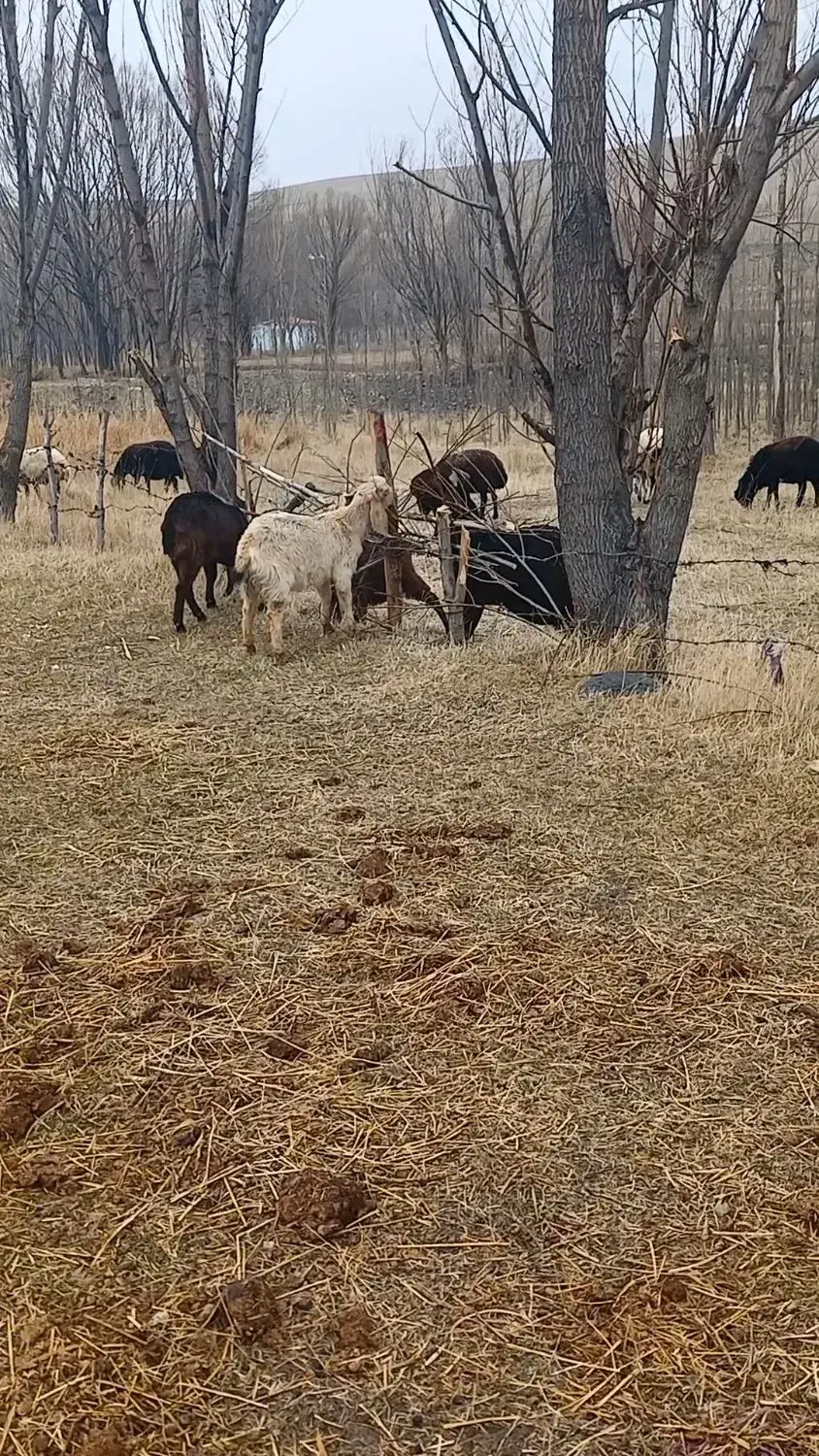 بزغاله وبز|حیوانات مزرعه|اردبیل, |دیوار