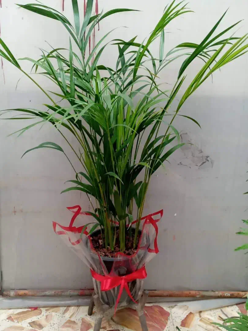 گلخانه لار|گل و گیاه طبیعی|رامسر, |دیوار