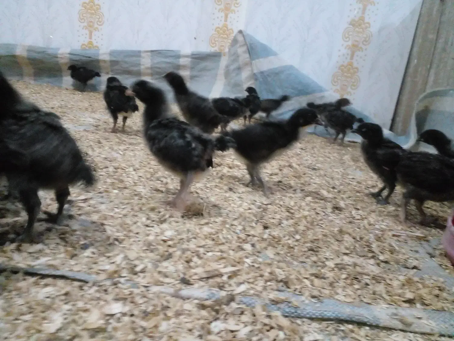 جوجه بلک استار|حیوانات مزرعه|نقده, |دیوار