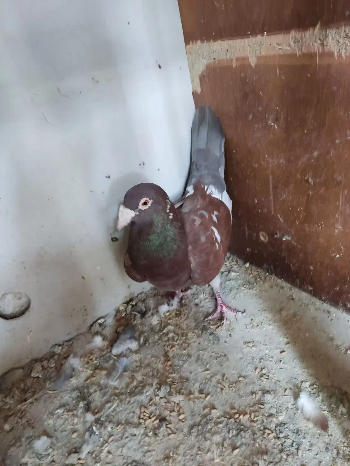 کبوتر میولمنز|پرنده|جره و بالاده, |دیوار