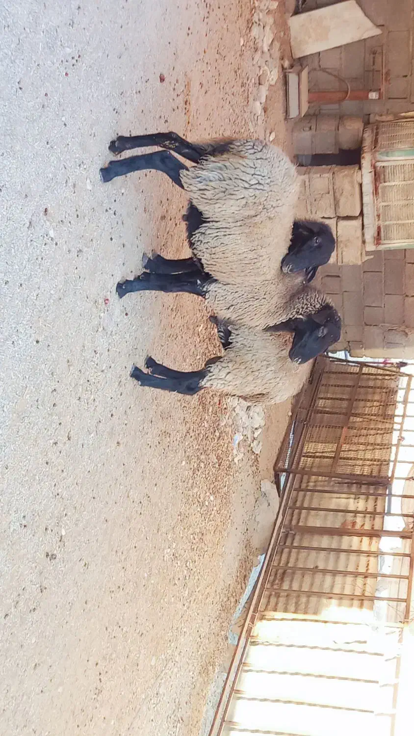 فروش قوچ رومانوف|حیوانات مزرعه|شیراز, آبیاری|دیوار