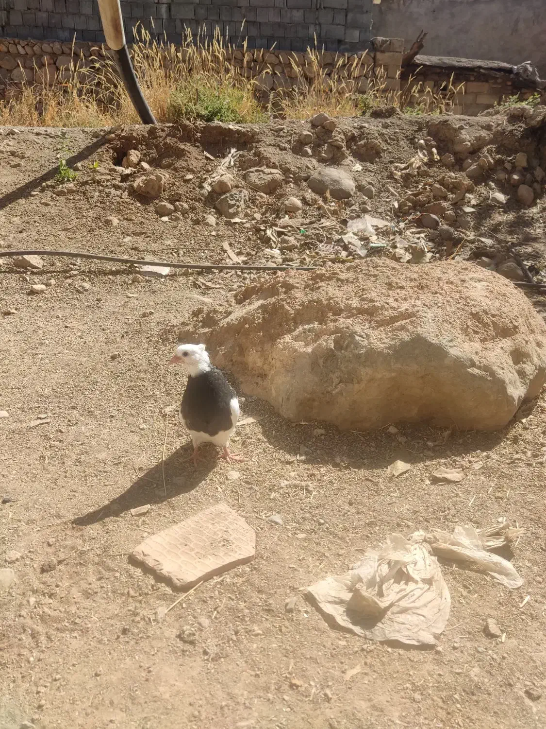 طوق زیبا|پرنده|سیسخت, |دیوار