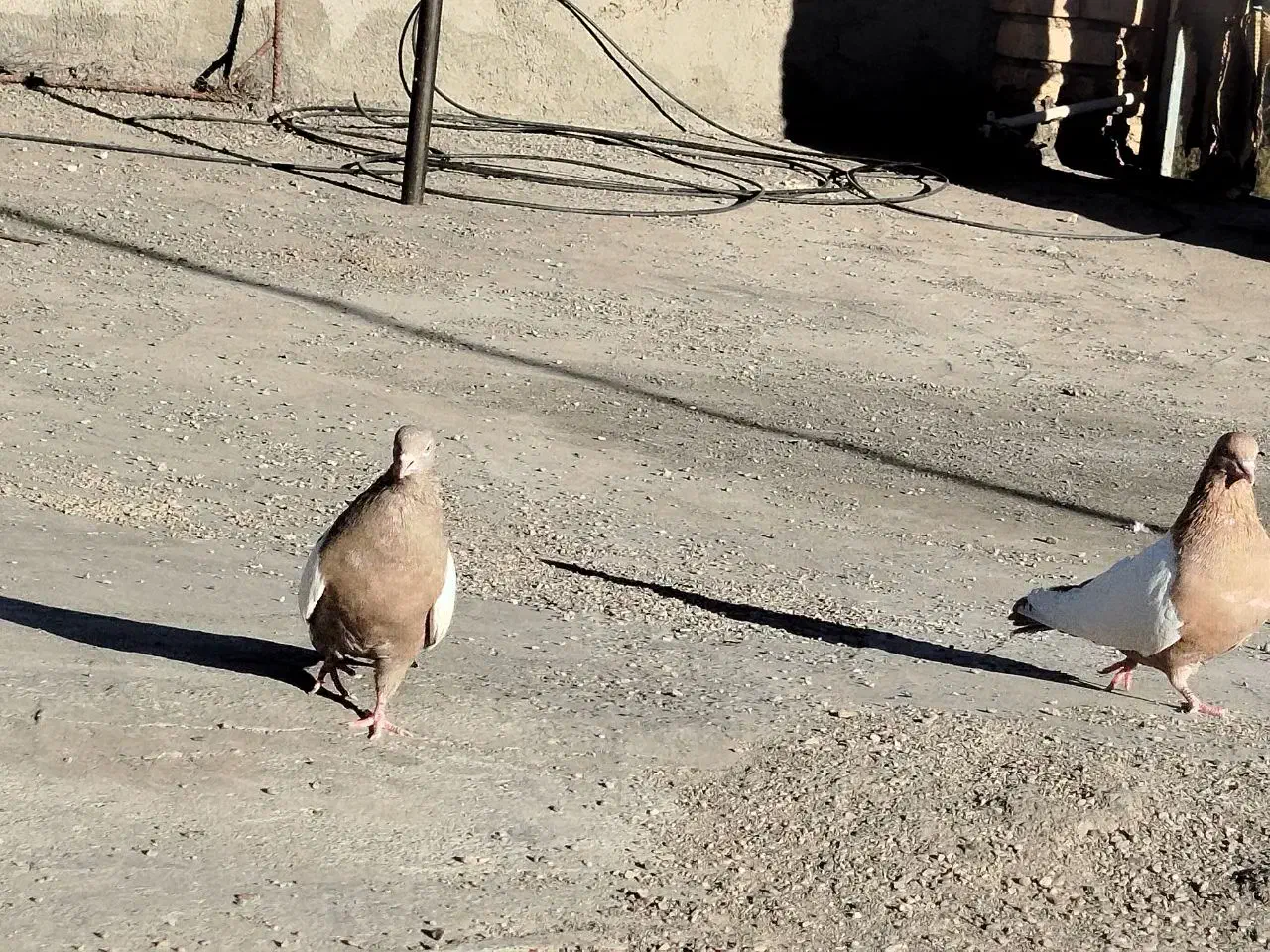 کبوتر سینه ای|پرنده|کرباسک, |دیوار