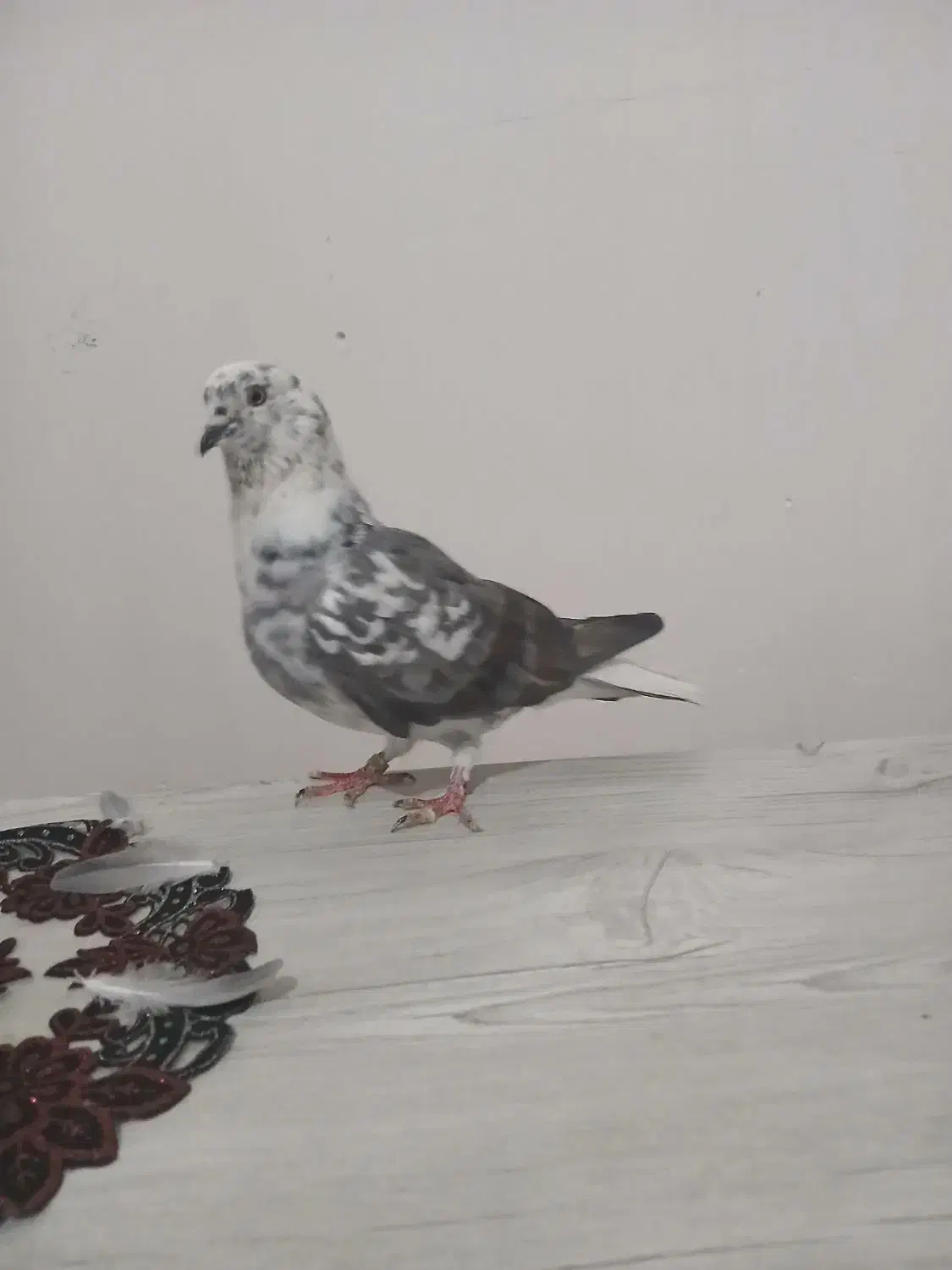 کبوترگرفتنی پرشی|پرنده|شاهین دژ, |دیوار