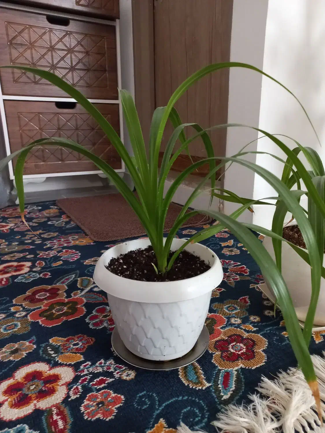 گل گندمی|گل و گیاه طبیعی|ساوه, |دیوار