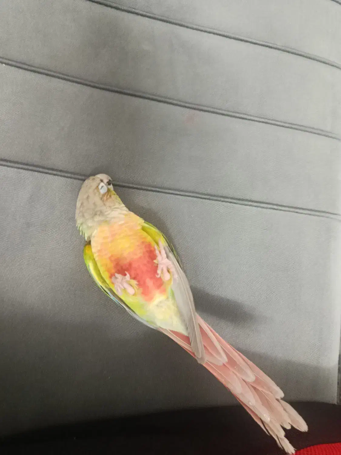 گیرینچیک|پرنده|تهران, وحیدیه|دیوار