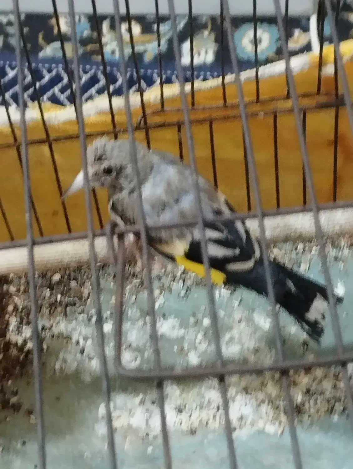 سهره بخون|پرنده|قدس, شهرقدس|دیوار