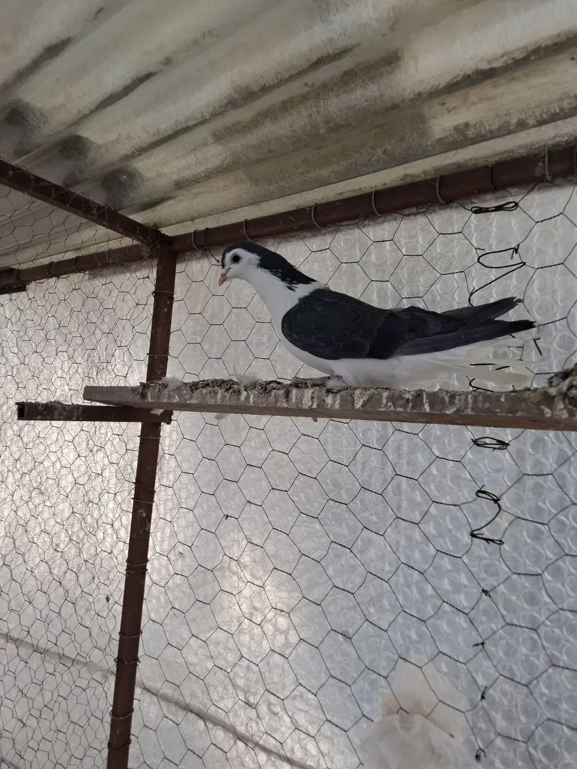 دمگیر سیالوی|حیوانات|اصفهان, جنیران (لادان)|دیوار