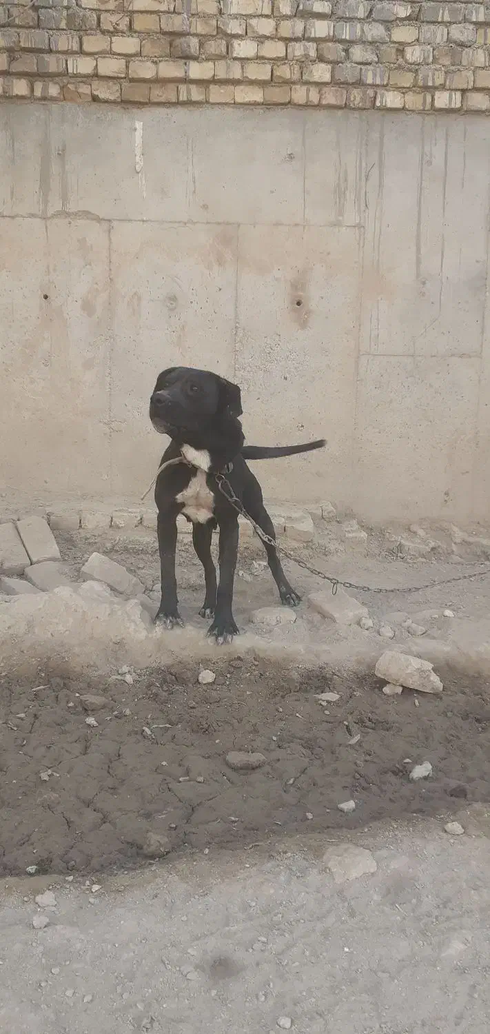 سگ ماده پیت پول|سگ|تهران, عباسی|دیوار