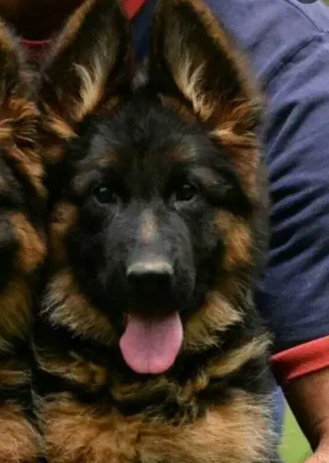 سگ ژرمن دو رنگ رکس پلیسی|سگ|کرج, مهرویلا جنوبی|دیوار