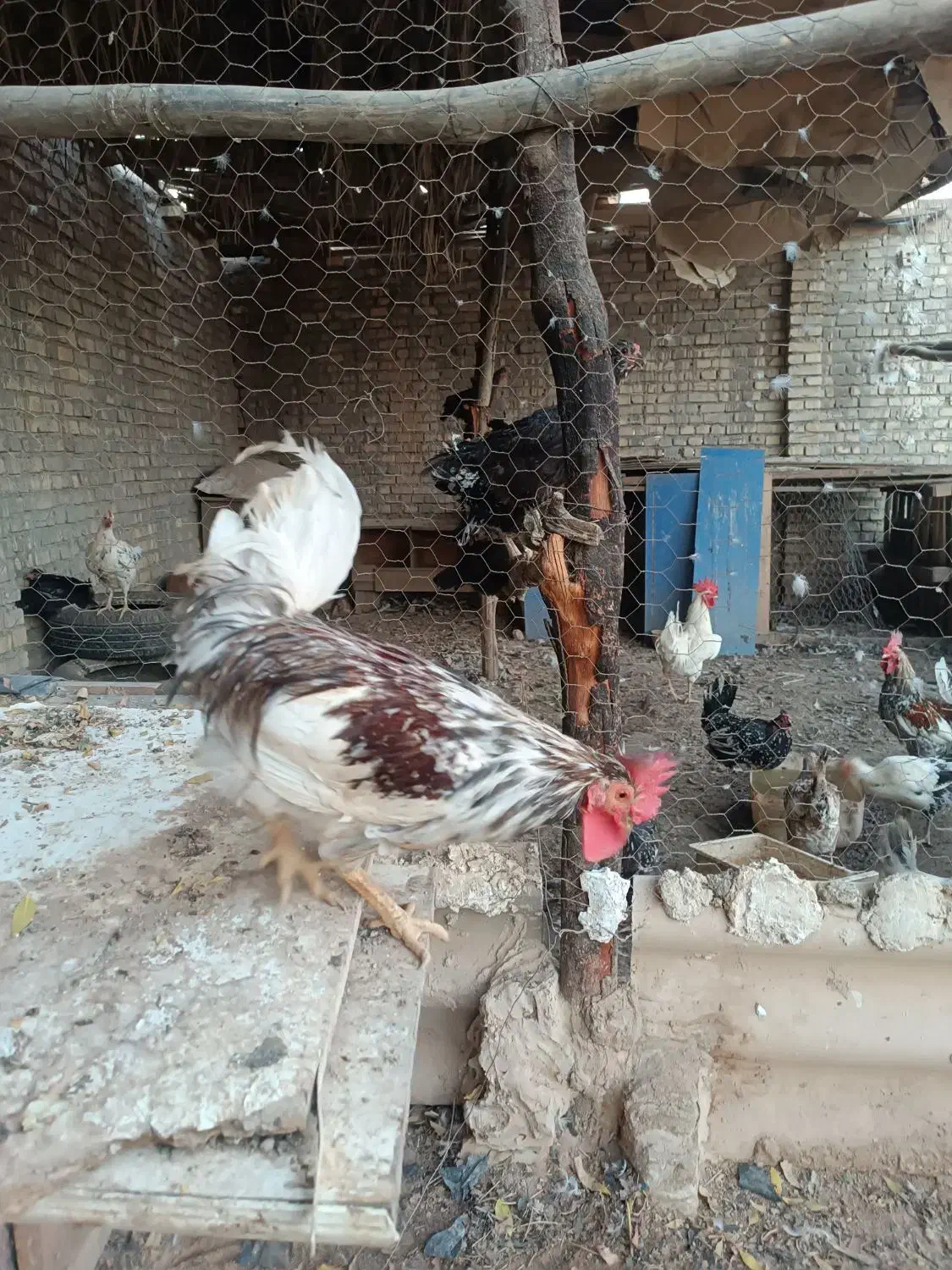 خروس گاین|حیوانات مزرعه|اهواز, بهارستان|دیوار