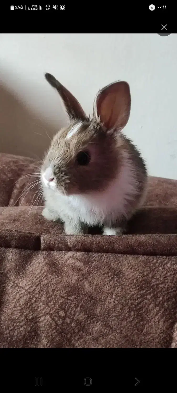 واگزاری رایگان خرگوش|موش و خرگوش|قزوین, |دیوار