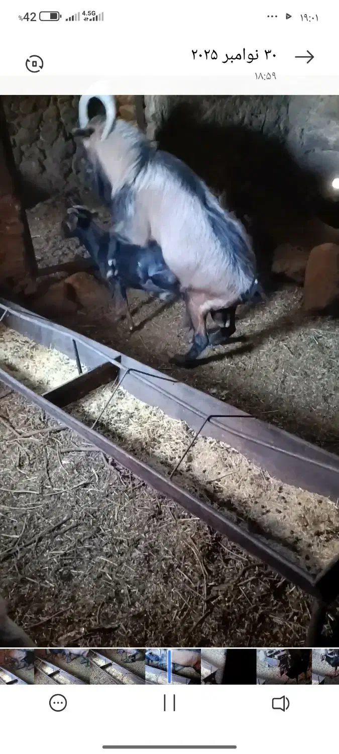 نر بز خارجی اصلاح نژاد|حیوانات مزرعه|نیر (یزد), |دیوار