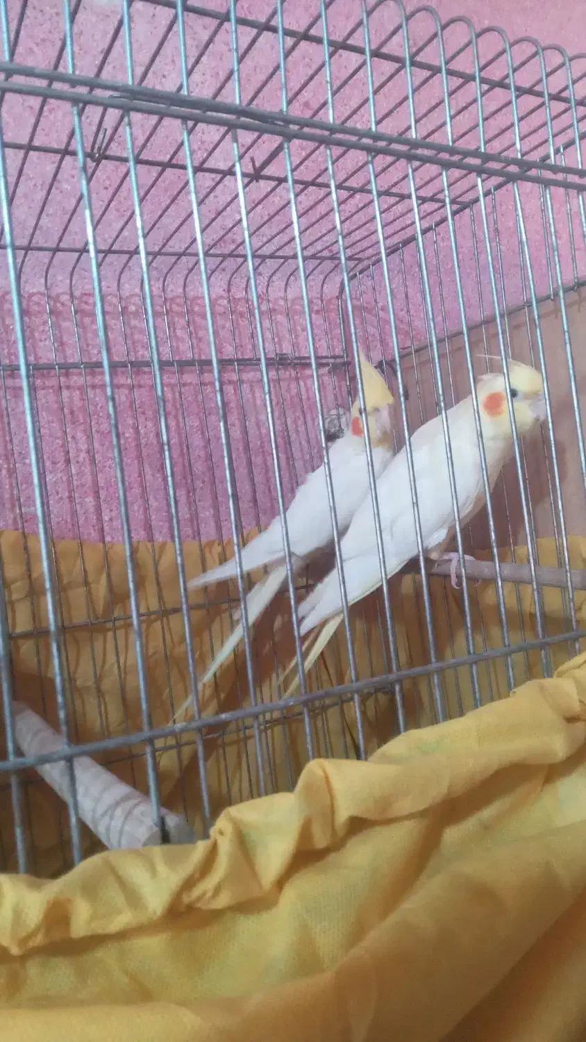 شیبان کوی امام|پرنده|باوی, |دیوار