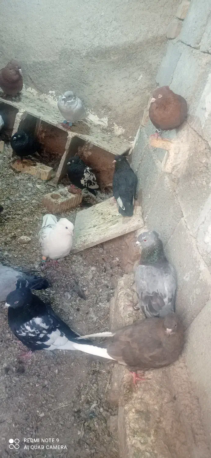 کبوتر|پرنده|داراب, |دیوار