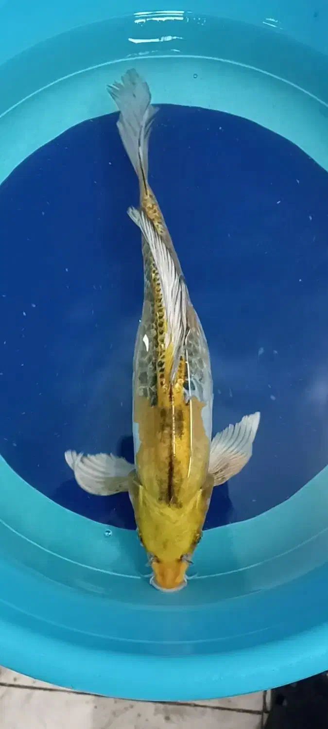 ماهی کوی مولد باله بلند|ماهی|یزد, |دیوار