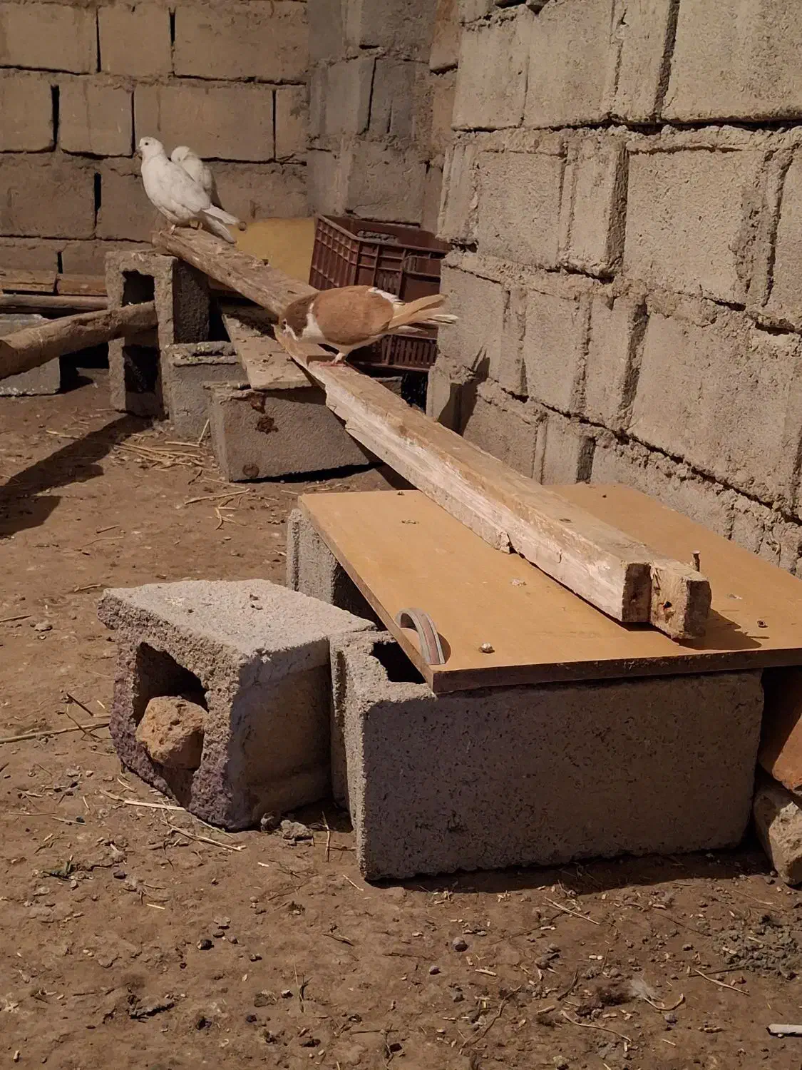 کفتر چادری|پرنده|اردبیل, |دیوار