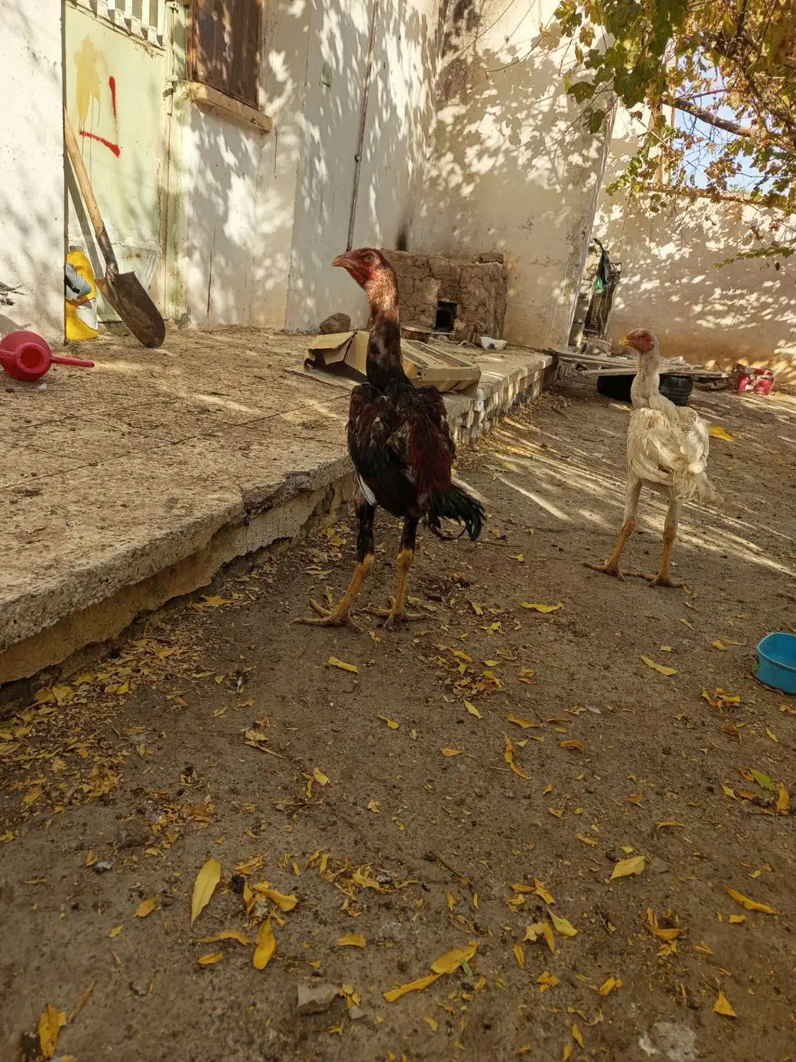 7 تا خروس لاری معاوضه|حیوانات مزرعه|تربت جام, شاهد|دیوار