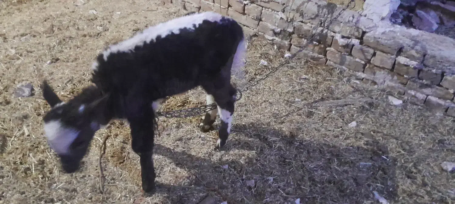 گوساله ماده ۵۰ روزه|حیوانات مزرعه|ضیاء آباد, |دیوار